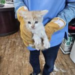 정선가축병원에서 보호하고 있는 유기된 고양이안내.