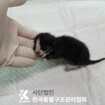 한국동물구조관리협회에서 보호중인 유기된 고양이안내드립니다.