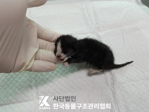 한국동물구조관리협회에서 보호중인 유기된 고양이안내드립니다.