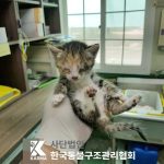 2025년 05월 08일 유기된 고양이 정보입니다.