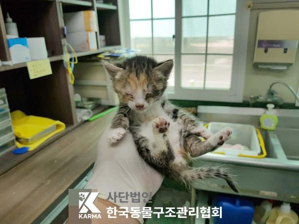 2025년 05월 08일 유기된 고양이 정보입니다.
