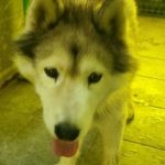 서천군유기동물보호소에서 보호하고 있는 유기된 강아지소개합니다.