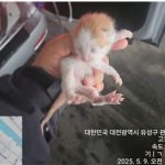 2025년 05월 10일 유기된 고양이 정보입니다.