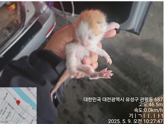 2025년 05월 10일 유기된 고양이 정보입니다.