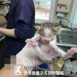 2025년 05월 09일 유기된 고양이 정보안내.