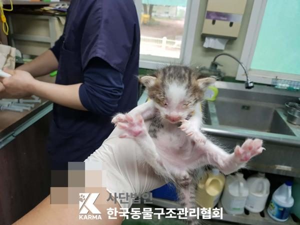 2025년 05월 09일 유기된 고양이 정보안내.