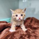 2025년 05월 10일 유기된 고양이 정보.