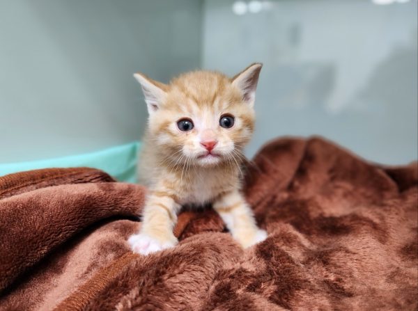 2025년 05월 10일 유기된 고양이 정보.
