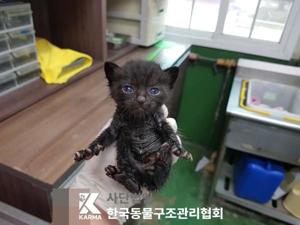 한국동물구조관리협회에서 보호중인 유기된 고양이안내드립니다.