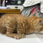 2025년 05월 11일 유기된 고양이 정보입니다.