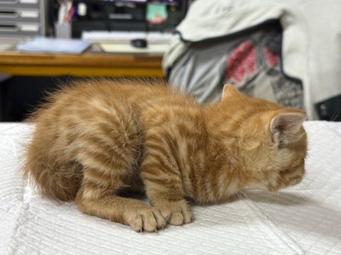 2025년 05월 11일 유기된 고양이 정보입니다.
