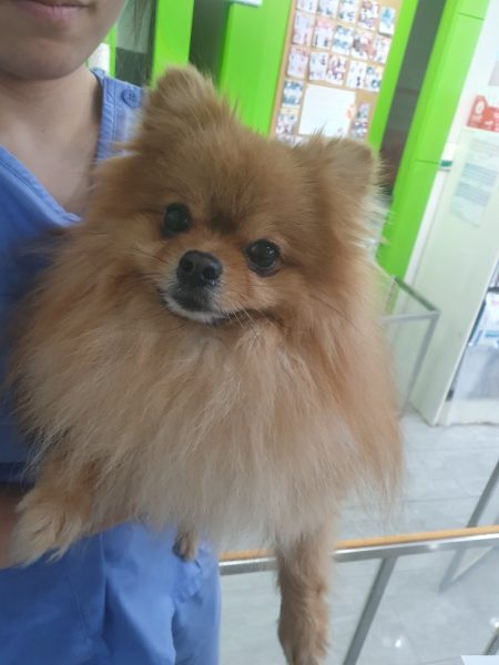 펫앤쉘터동물병원에서 보호하고 있는 유기된 강아지안내합니다.