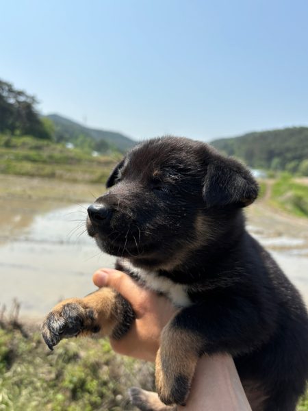 더나은동물병원에서 보호중인 유기된 강아지안내드립니다.