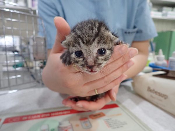 2025년 05월 15일 유기된 고양이 정보안내.