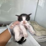 2025년 05월 15일 유기된 고양이 정보안내. 2025년 05월 15일 유기된 고양이 정보안내.