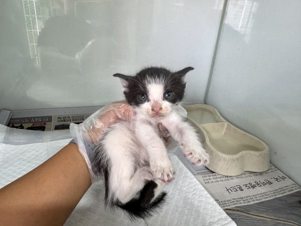 2025년 05월 15일 유기된 고양이 정보안내.