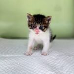 2025년 05월 16일 유기된 고양이 정보입니다.