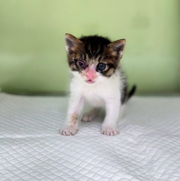 2025년 05월 16일 유기된 고양이 정보입니다.