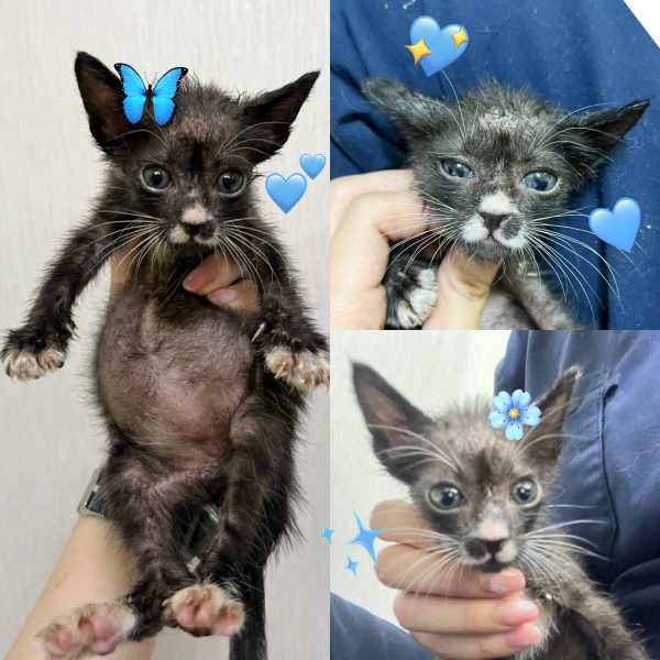 2025년 05월 17일 유기된 고양이 정보입니다.
