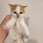 2025년 05월 17일 유기된 고양이 정보.