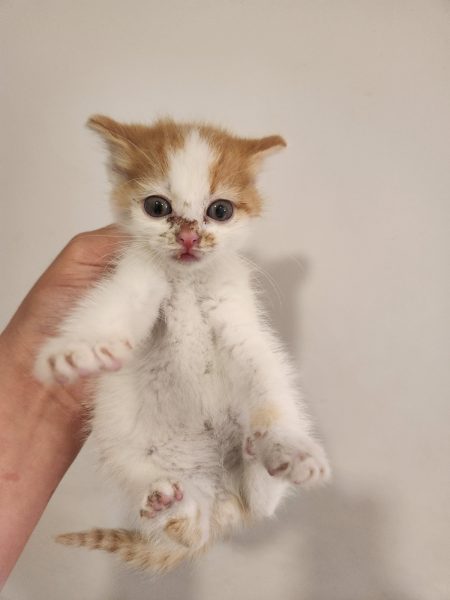 2025년 05월 17일 유기된 고양이 정보.