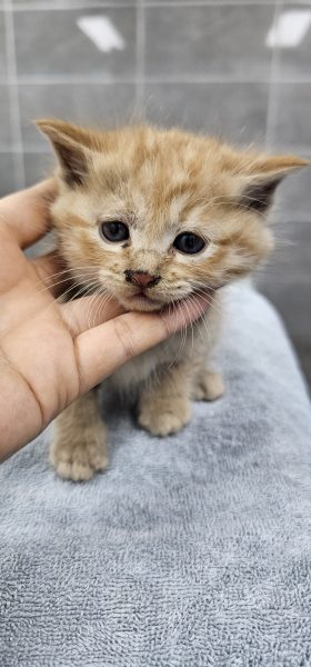 강릉시 동물사랑센터에서 보호중인 유기된 고양이안내합니다.