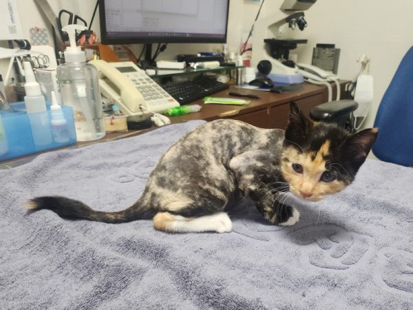 2025년 05월 18일 유기된 고양이 정보안내.