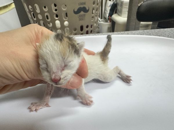 2025년 05월 19일 유기된 고양이 정보입니다.