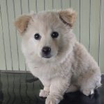 2025년 05월 19일 유기된 강아지 정보입니다.