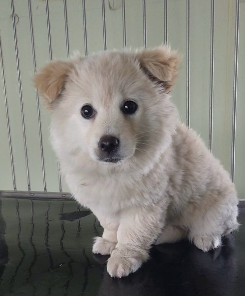 2025년 05월 19일 유기된 강아지 정보입니다.