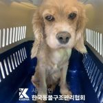 한국동물구조관리협회에서 보호하고 있는 유기된 강아지소개합니다.