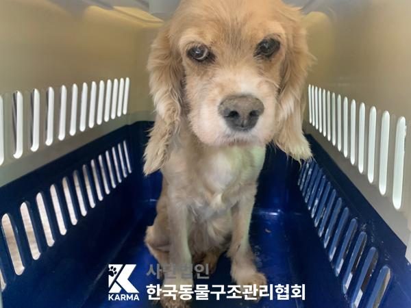 한국동물구조관리협회에서 보호하고 있는 유기된 강아지소개합니다.