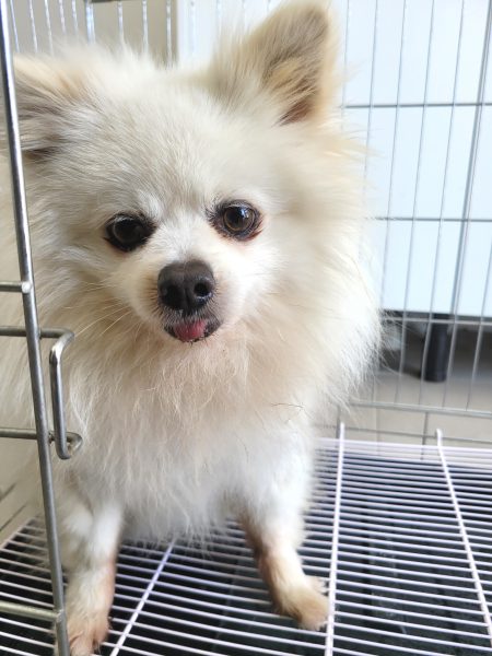 동해시동물보호센터에서 보호하고 있는 유기된 강아지소개합니다.