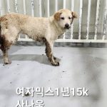 옥천동물병원에서 보호하고 있는 유기된 강아지안내합니다.