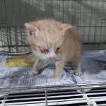2025년 05월 20일 유기된 고양이 정보.