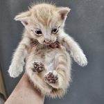 울산유기동물보호센터에서 보호중인 유기된 고양이안내합니다.