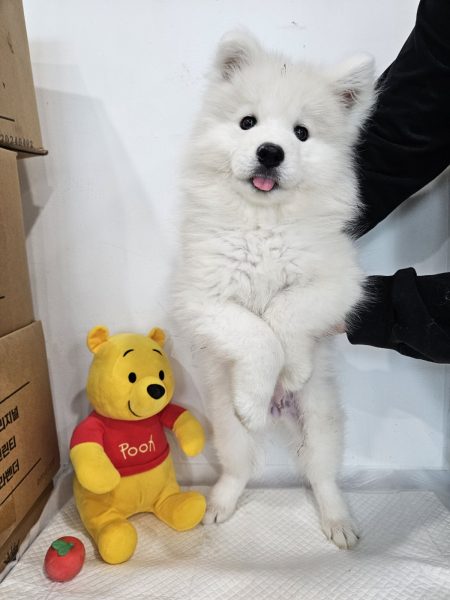 반려동물보호센터에서 보호하고 있는 유기된 강아지안내.