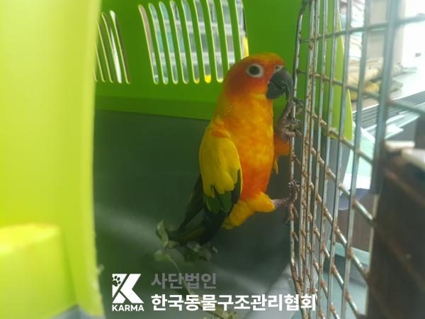 2025년 05월 21일 유기된 동물 정보입니다.