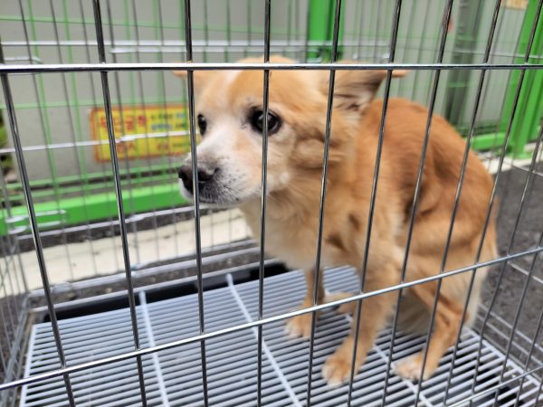 고양시동물보호센터에서 보호하고 있는 유기된 강아지안내합니다.