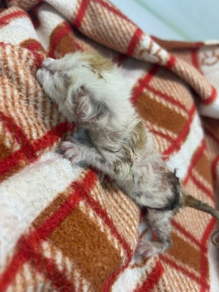 2025년 05월 24일 유기된 고양이 정보입니다.