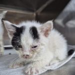 2025년 05월 24일 유기된 고양이 정보.