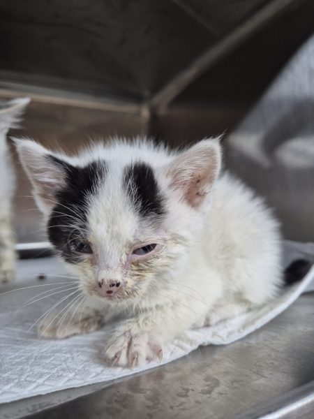 2025년 05월 24일 유기된 고양이 정보.