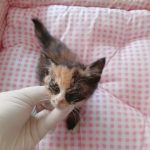 2025년 05월 25일 유기된 고양이 정보.