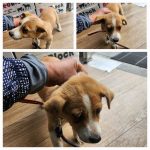 종합축산에서 보호중인 유기된 강아지정보.