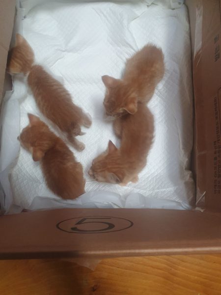 2025년 05월 26일 유기된 고양이 정보.