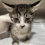 2025년 05월 27일 유기된 고양이 정보안내.