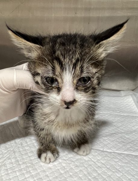 2025년 05월 27일 유기된 고양이 정보안내.