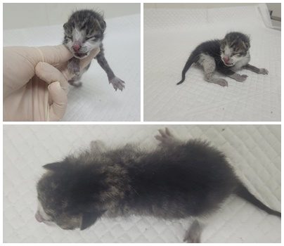 2025년 05월 26일 유기된 고양이 정보입니다.