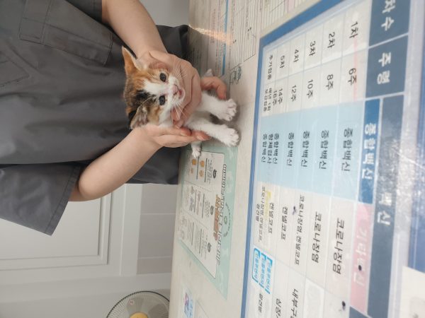 2025년 05월 27일 유기된 고양이 정보안내.