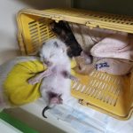 (사)하얀비둘기에서 보호중인 유기된 고양이입니다.